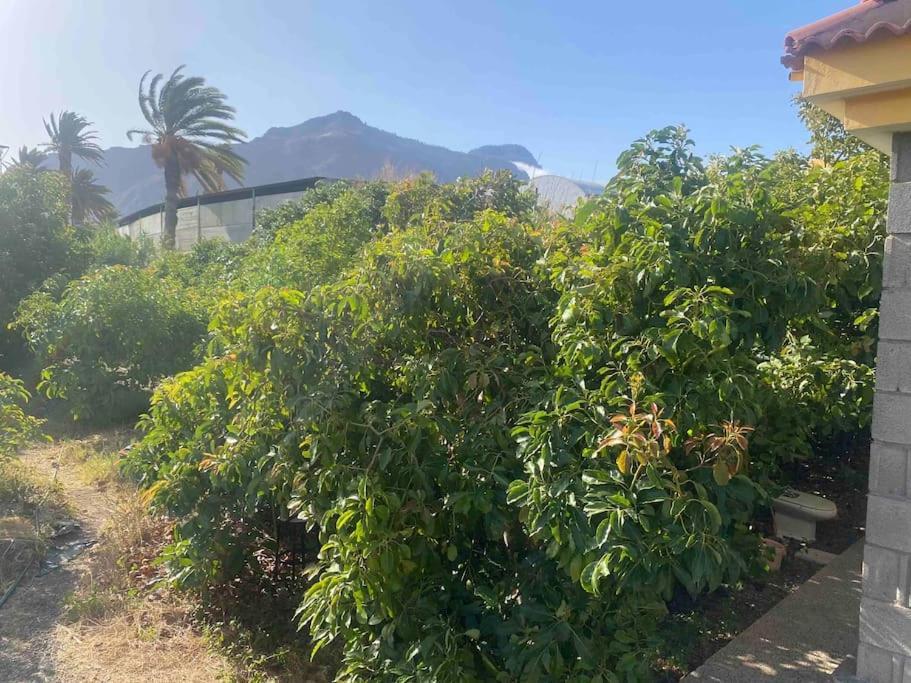 Casita Lily Villa Las Palmas de Gran Canaria Ngoại thất bức ảnh